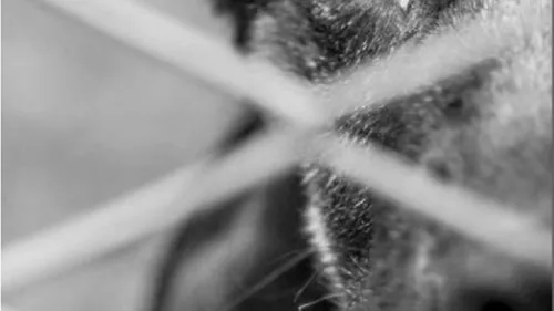 Tentative d'empoisonnement dans un refuge animalier 